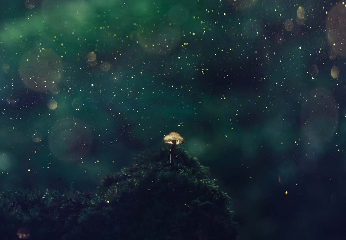 universe selective focus photography of mushroom at night astronomy